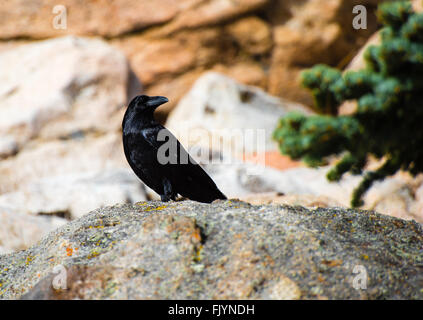 Corbeau noir assis sur un rocher Banque D'Images