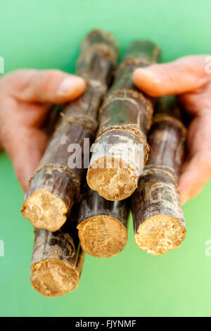 Canne à sucre. Sacharum officinarum. Banque D'Images