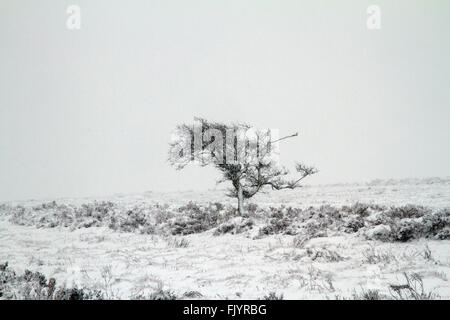 Le Derbyshire frontière près de Sheffield, Royaume-Uni. 4 mars, 2016. Arbre couvert de neige à la périphérie de Sheffield, près de la frontière de Derbyshire. Gary Bagshawe, Alamy Live News Crédit : Gary Bagshawe/Alamy Live News Banque D'Images