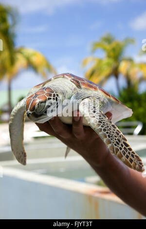 Les touristes détenteurs tortue, Boatswain's Beach, Grand Cayman, Cayman Islands Banque D'Images