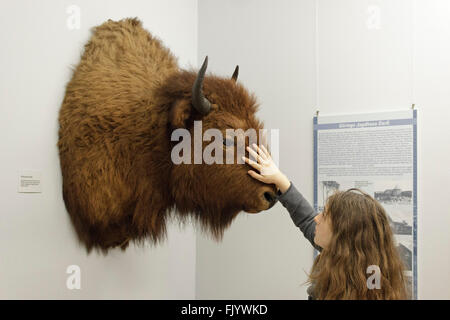 Fille de toucher la tête de bison, Musée Darss, Prerow, Schleswig-Holstein, Allemagne Banque D'Images