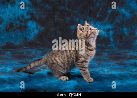 Chaton tigre dépouillé sur fond noir et bleu Banque D'Images