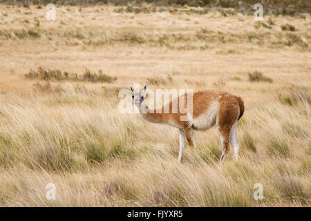 Seul guanaco mange de l'herbe en Patagonie chilienne National Park Banque D'Images