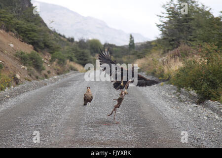 Harris's hawk chassant sur la route, en Patagonie chilienne Banque D'Images