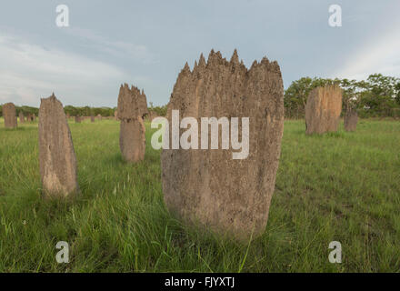 Termitières magnétiques dans la région de Litchfield National Park. Le termite boussole (Amitermes meridionalis et A. laurensis) construire grand, w Banque D'Images