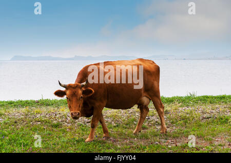 Le pâturage des vaches sur la plage du lac Banque D'Images