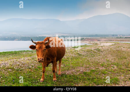 Le pâturage des vaches sur la plage du lac Banque D'Images