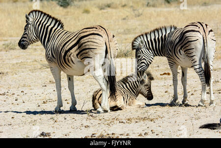 Famille avec Zebra foal Banque D'Images