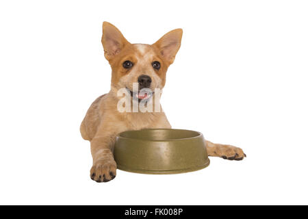 Happy Australian cattle dog puppy avec green food dish isolated on white Banque D'Images