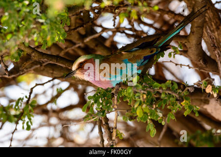 Lilac Breasted roller prêt à fuir Banque D'Images