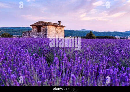 Champ de lavande paysage coucher de soleil d'été près de Sault, Provence - France Banque D'Images