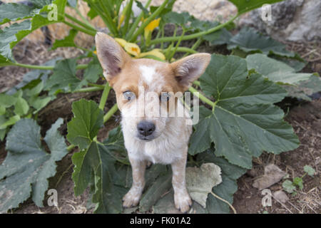 Australian cattle dog puppy sitting dans jardin avec plantes de squash dans l'arrière-plan Banque D'Images