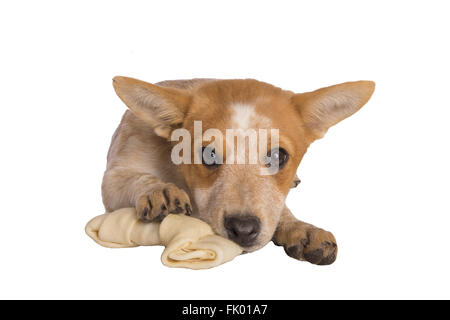 Australian cattle dog pup avec rawhide bone isolated on white Banque D'Images