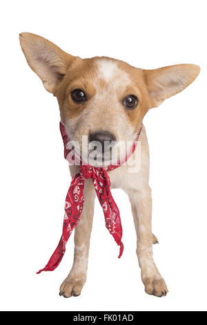 Bovins australiens mignon chiot chien debout portant foulard rouge isolated on white Banque D'Images