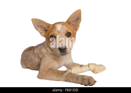 Chiot Chien bovins australienne avec rawhide bone isolated on white Banque D'Images