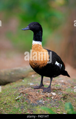 Tadorne australienne, mâle adulte, Phillip Island, Victoria, Australie / (Tadorna tadornoides) Banque D'Images