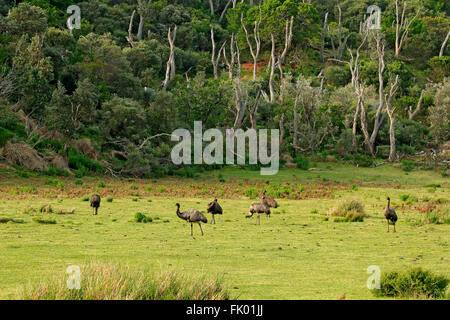 L'UEM, groupe, Wilson Promontory Nationalpark, Victoria, Australie / (Dromaius novaehollandiae) Banque D'Images