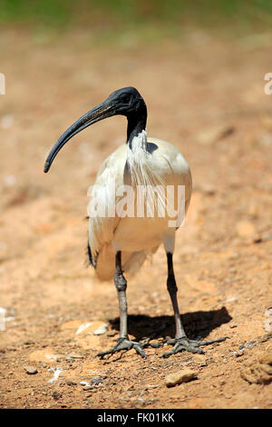 Australian White Ibis, des profils sur le sol, New South Wales, Australie / (Threskiornis) Moluques Banque D'Images