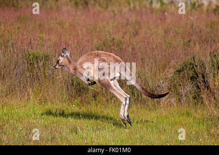 Kangourou gris de l'Est, femme adulte sauter, Wilson Promontory Nationalpark, Victoria, Australie / (Macropus giganteus) Banque D'Images