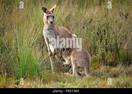 Kangourou gris de l'Est, avec de jeunes femmes, Wilson Promontory Nationalpark, Victoria, Australie / (Macropus giganteus) Banque D'Images