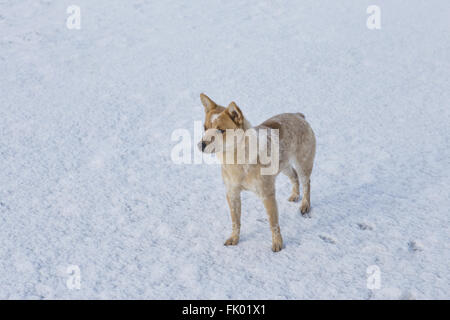 Australian cattle dog standing in snow Banque D'Images