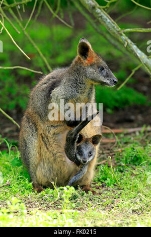 Bicolores, femelle avec Joey en sachet, Wilson Promontory Nationalpark, Victoria, Australie / (Wallabia bicolor) Banque D'Images