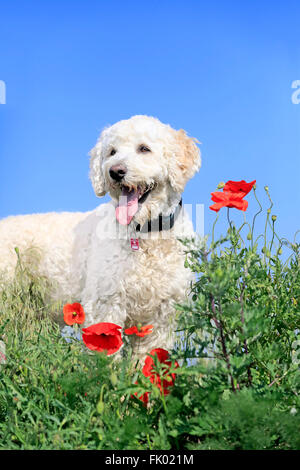 Labradoodle, homme / (Labrador x caniche royal cross) Banque D'Images