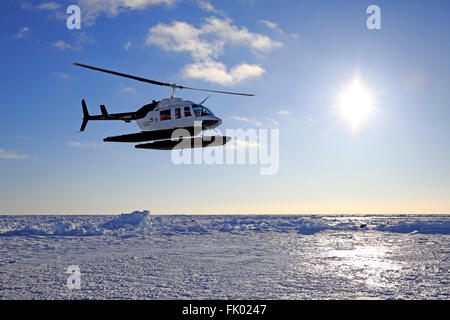 Voyage à des phoques du Groenland, l'hélicoptère au-dessus de la banquise, îles de la Madeleine, golfe du Saint-Laurent, Québec, Canada, Amérique du Nord Banque D'Images