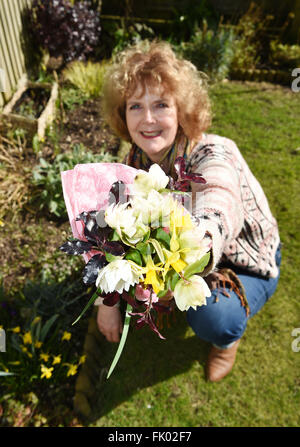 Posy de fleurs de printemps y compris les jonquilles cueillies dans le jardin pour la Fête des Mères, UK Banque D'Images