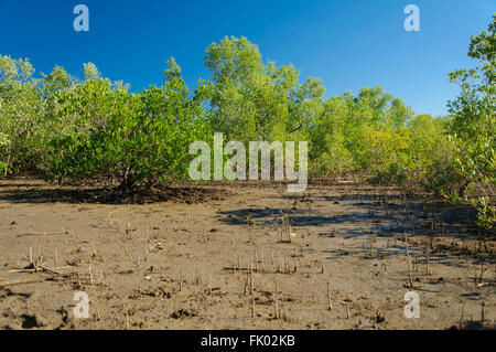 Rhizophora mucronata : Un écosystème de mangroves à Madagascar Banque D'Images