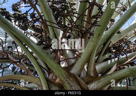Talipot Corypha umbraculifera (Palm), détail, Réunion Banque D'Images