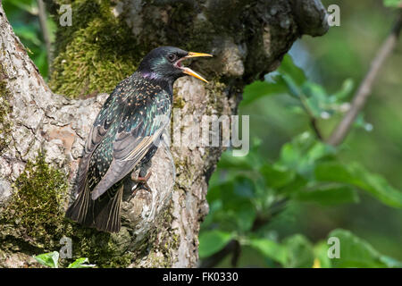 Etourneau sansonnet (Sturnus vulgaris), des profils sur un arbre, Bade-Wurtemberg, Allemagne Banque D'Images