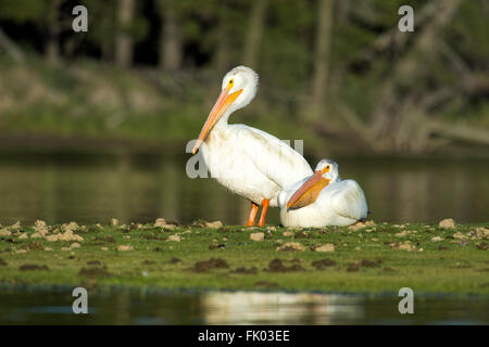 Pélicans blancs (Pelecanus erythrorhynchos) sur le Oxbow Bend de la Snake River, du Parc National de Grand Teton, Wyoming. Banque D'Images