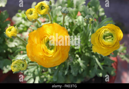 Ranunculus asiaticus, Perse, renoncule, Ranunculaceae jardin populaire enracinée tubéreuse herbe ornementales, fleurs doubles Banque D'Images