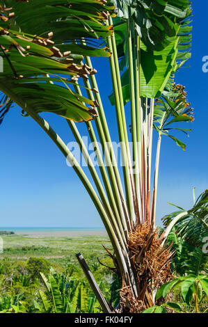 Ravenala Madagascariensis : un palmier des voyageurs sur une colline Banque D'Images