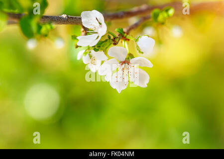 Belles fleurs de pommier doux, peu de fleurs blanches sur fond vert flou sur des rameaux, de la beauté du printemps Banque D'Images