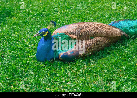 Beau paon multicolore étendu sur l'herbe verte Banque D'Images