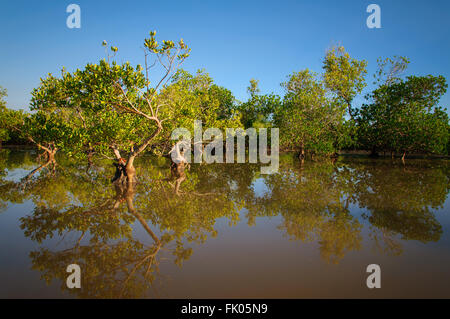 Rhizophora mucronata : Réflexion d'un écosystème de mangroves sur l'inondation de marée au lever du soleil Banque D'Images