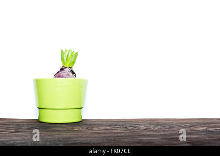 Les jeunes en herbe verte hyacinth isolé sur fond blanc, copy space Banque D'Images