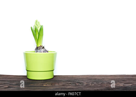 Les jeunes en herbe verte hyacinth isolé sur fond blanc, copy space Banque D'Images