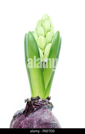 Les jeunes en herbe verte hyacinth isolé sur fond blanc, copy space Banque D'Images