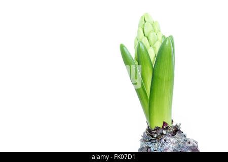 Les jeunes en herbe verte hyacinth isolé sur fond blanc, copy space Banque D'Images