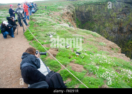 L'île de Skomer, Pembrokeshire, Pays de Galles, Royaume-Uni. Une femme photographe se trouve sur le sentier de prendre une photographie d'un macareux moine ( Banque D'Images