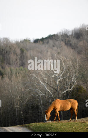 Un cheval se nourrissant dans un seau dans un pâturage dans les régions rurales de la Virginie. Banque D'Images