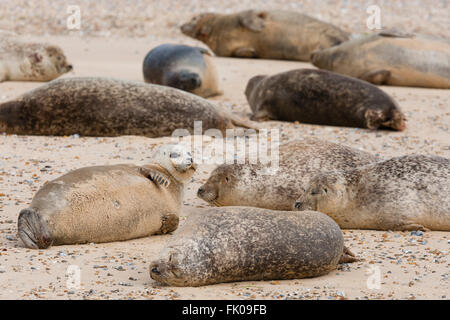 Norfolk, Royaume-Uni. Colonie de phoques gris (Halichoerus grypus) reposant sur la plage. Banque D'Images