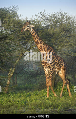 Girafe Masai (mâle), zone de conservation de Ngorongoro (Tanzanie), Ndutu Banque D'Images