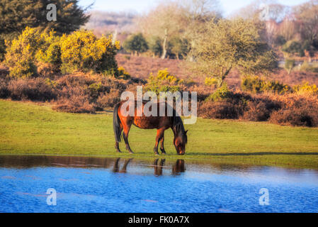 Un nouveau poney sauvage Forêt boire sur un étang près de Lyndhurst, Hampshire, England, UK Banque D'Images