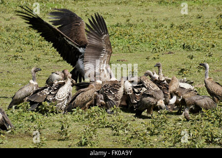 Ruppell's vautours fauves et vautours à dos blanc à tuer des gnous, zone de conservation de Ngorongoro (Tanzanie), Ndutu Banque D'Images