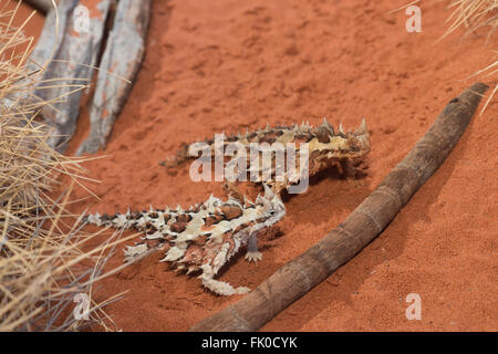 Dragon épineux ou épineux démons en captivité à l'Alice Springs Desert Park. L'épineuse dragon ou diable épineux (Moloch horridus) je Banque D'Images