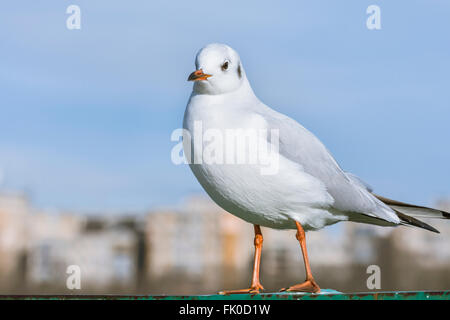 Mouette debout avec des bâtiments à l'arrière-plan flou Banque D'Images